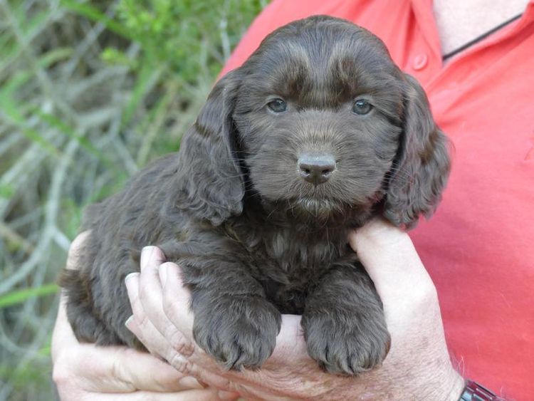 Gentlepaws Kennels - Spoodles