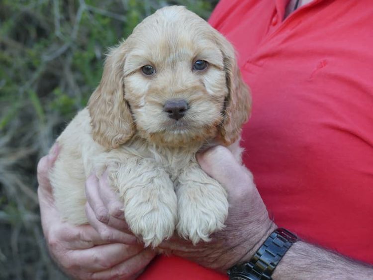 Gentlepaws Kennels - Spoodles