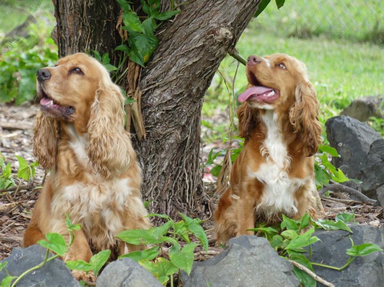 Gentlepaws Kennels - Spoodles