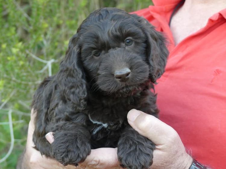 Gentlepaws Kennels - Spoodles
