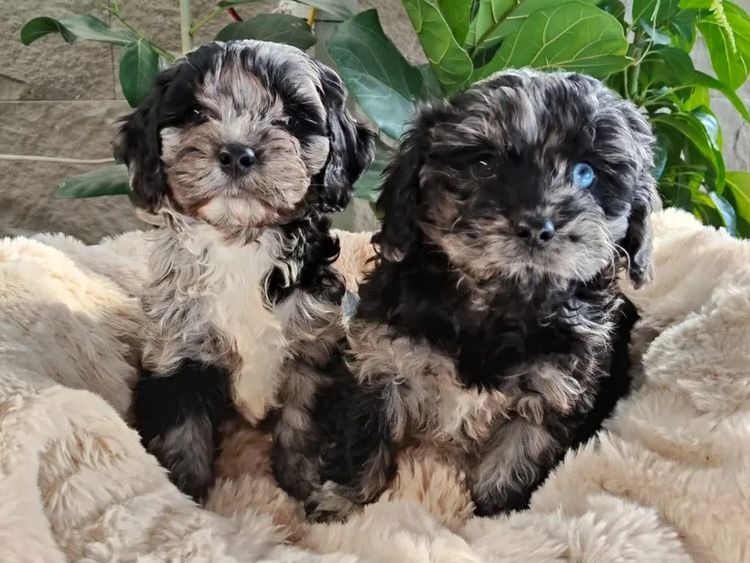 Willow View Cavoodles