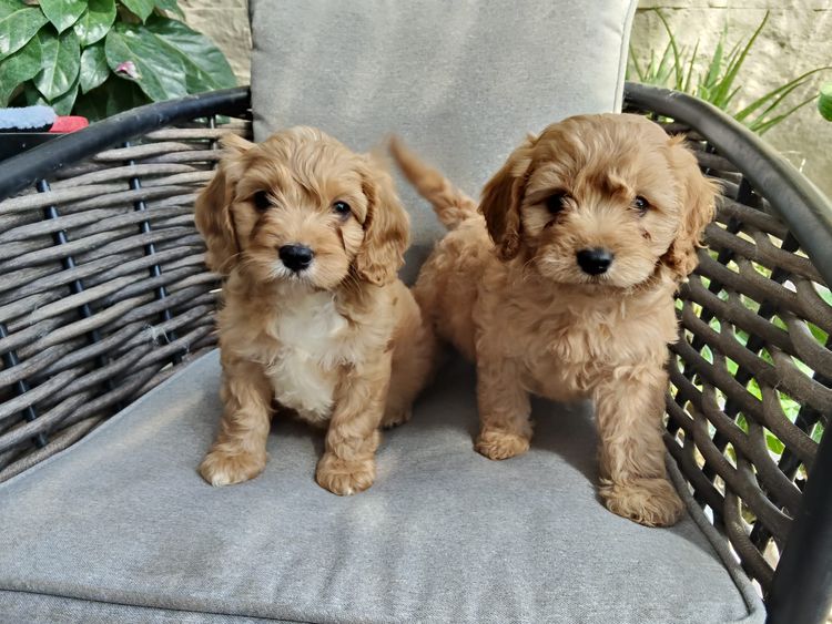 Willow View Cavoodles