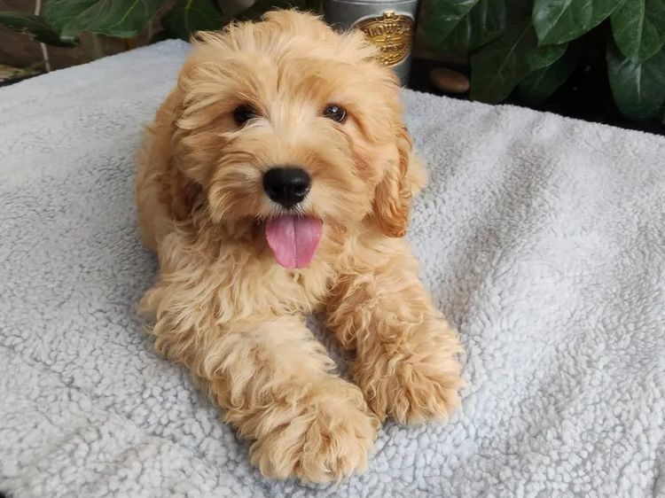 Willow View Cavoodles