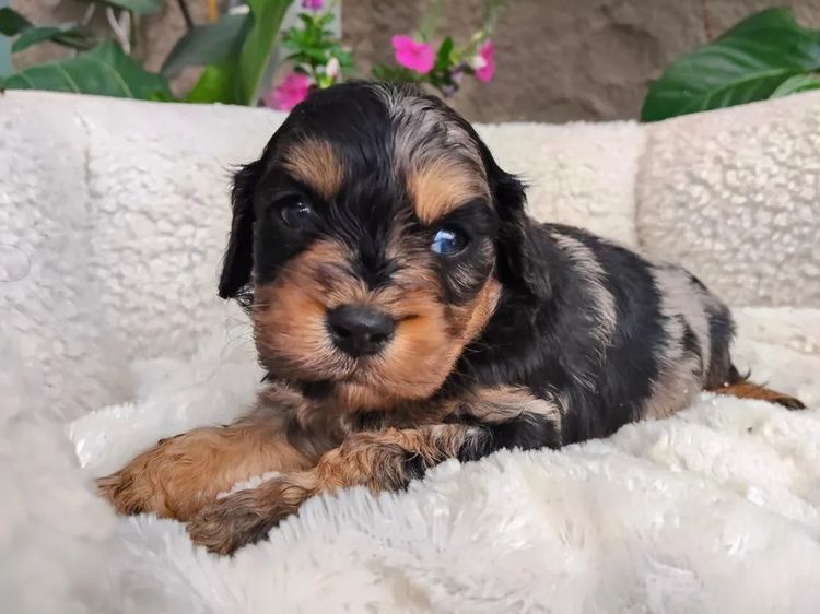 Willow View Cavoodles