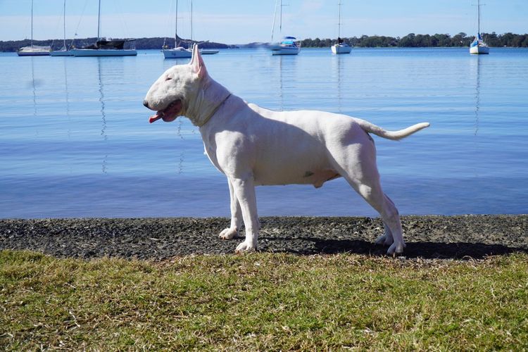 Kaha Kennels - Bull Terriers