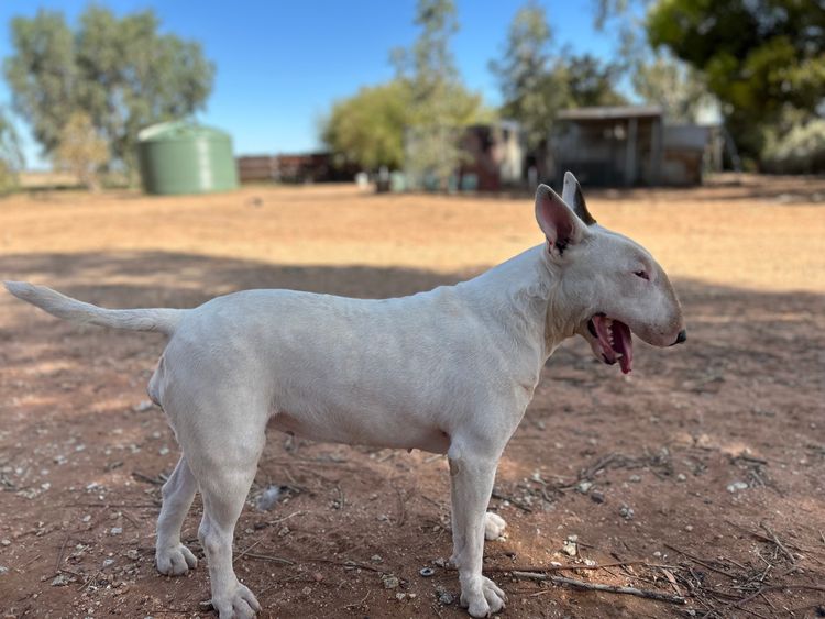 Kaha Kennels - Bull Terriers