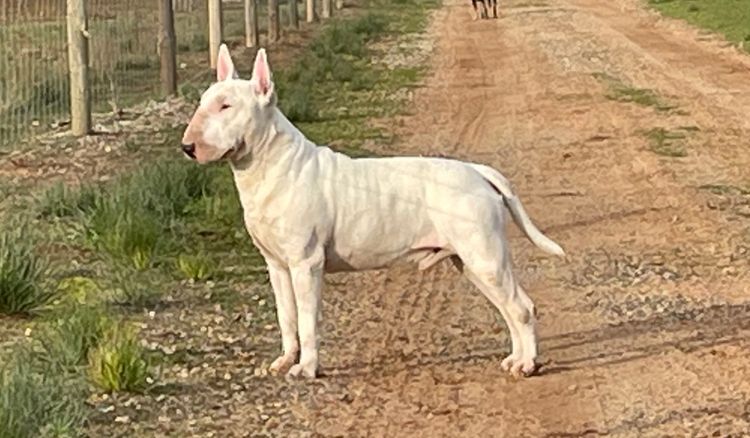 Kaha Kennels - Bull Terriers