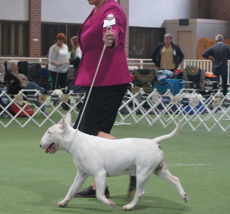 Kaha Kennels - Bull Terriers