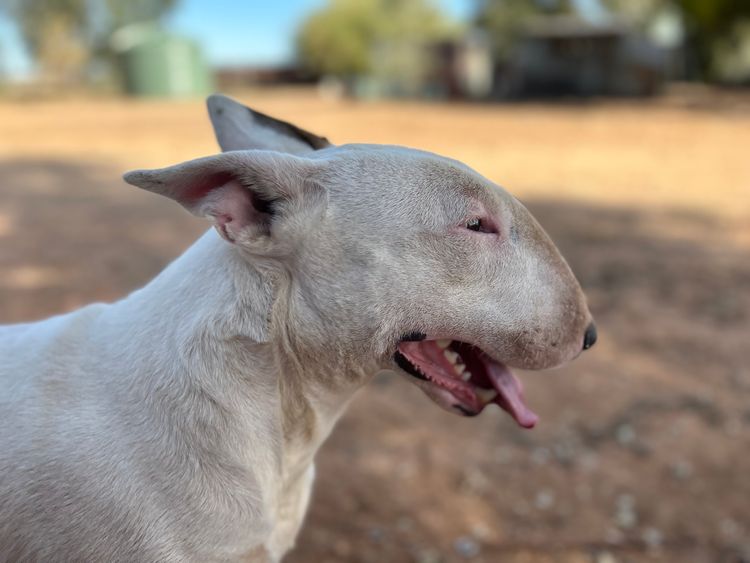 Kaha Kennels - Bull Terriers
