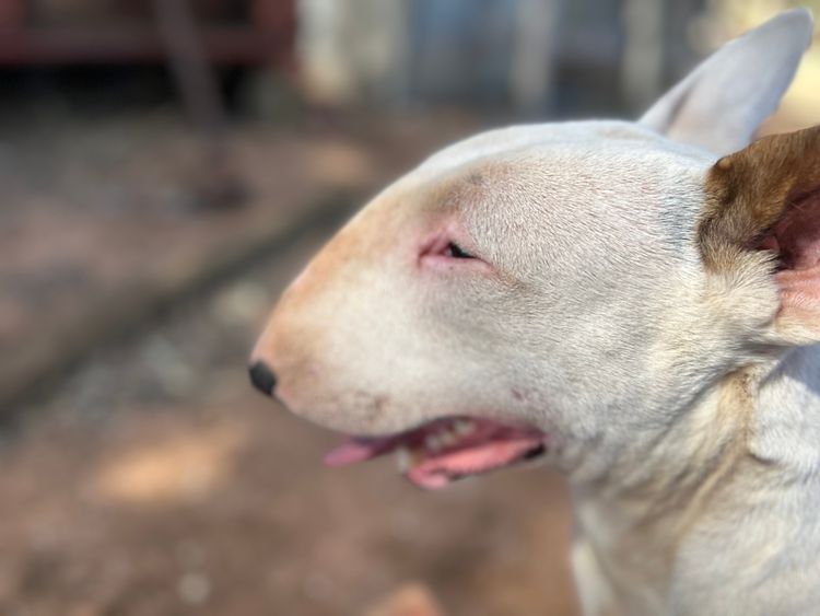 Kaha Kennels - Bull Terriers