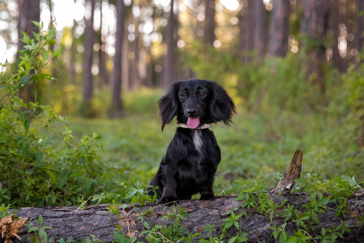 Rivendell Dachshunds