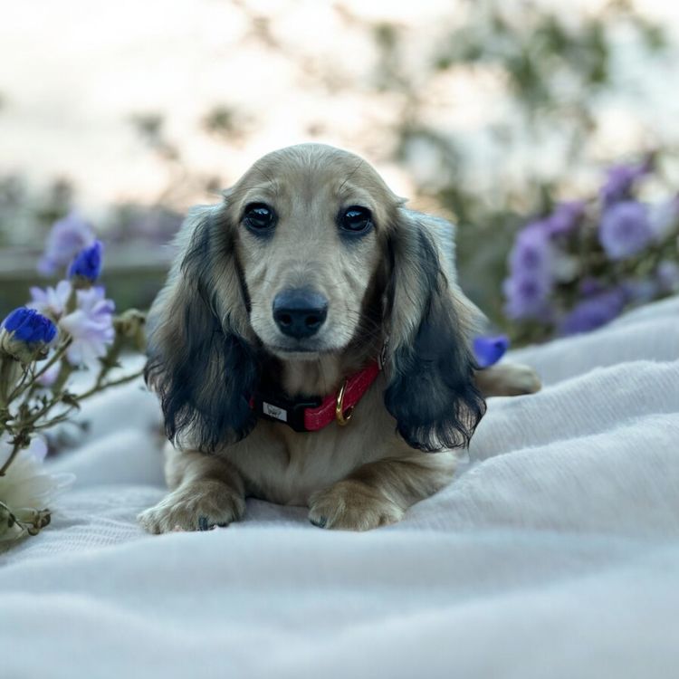 Rivendell Dachshunds