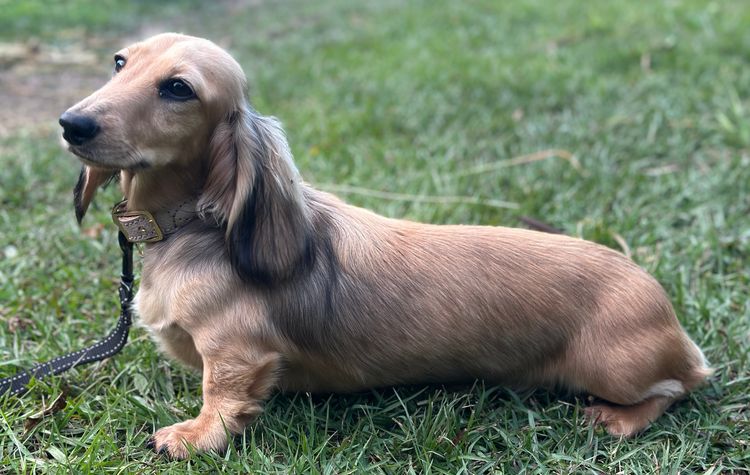 Rivendell Dachshunds