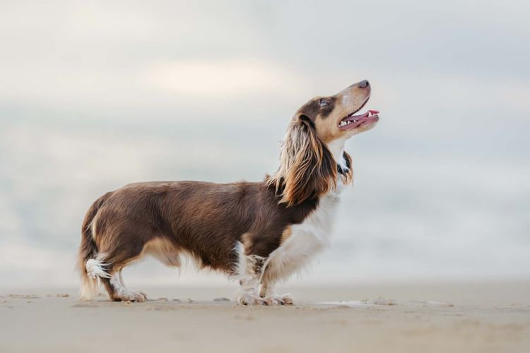 Rivendell Dachshunds