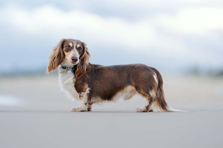 Rivendell Dachshunds