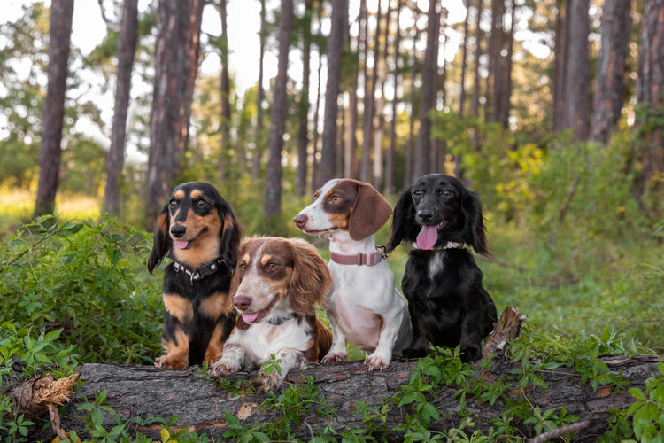 Rivendell Dachshunds