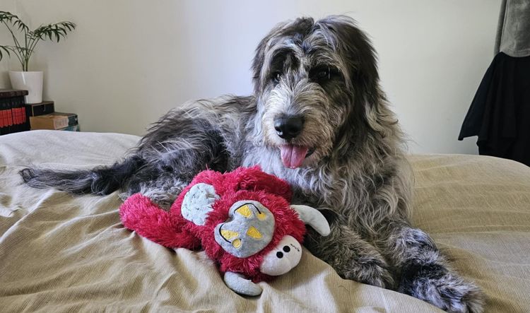 Australian Saint Berdoodles