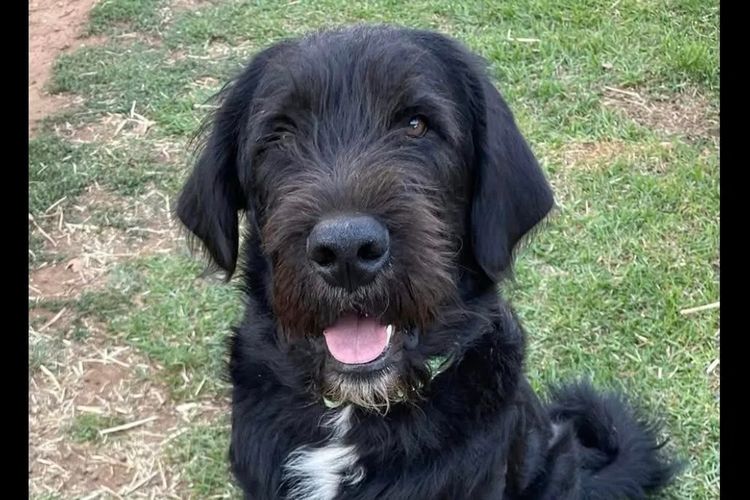 Australian Saint Berdoodles