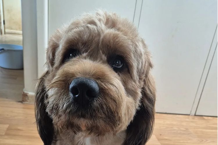 Australian Saint Berdoodles
