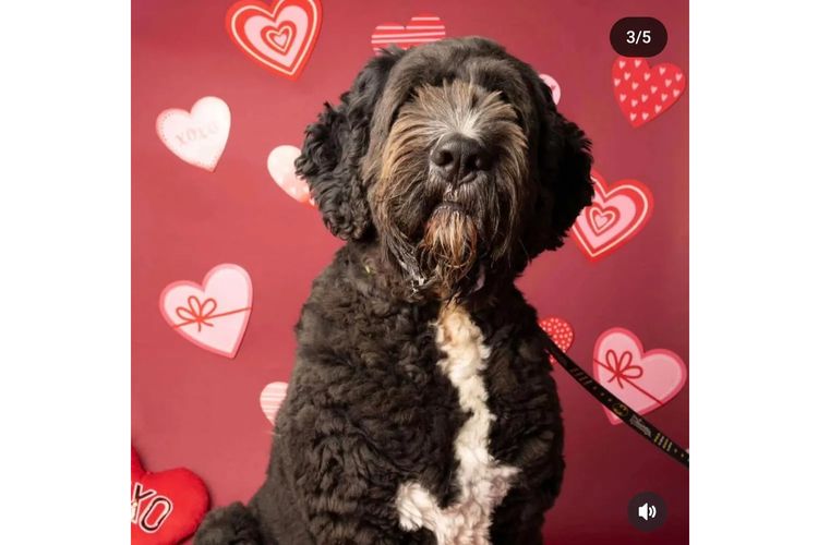 Australian Saint Berdoodles