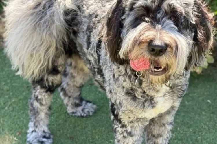Australian Saint Berdoodles