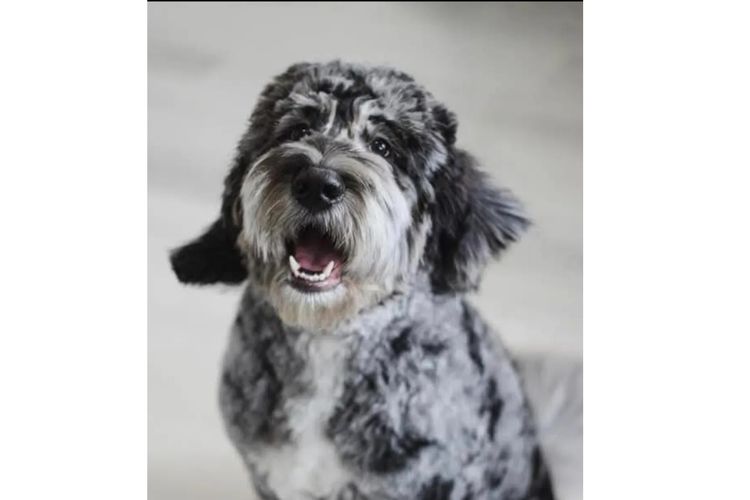 Australian Saint Berdoodles