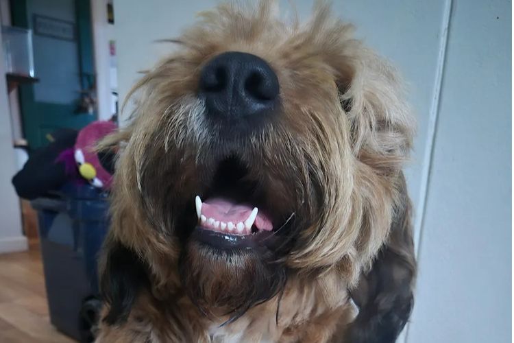 Australian Saint Berdoodles