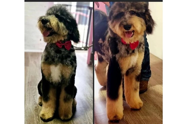 Australian Saint Berdoodles