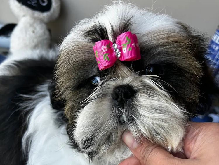 STARPLATNUM Shih Tzu