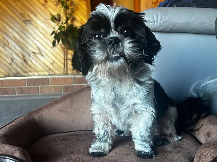 STARPLATNUM Shih Tzu