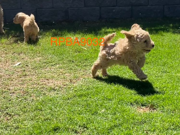 Oodles of Shoodles