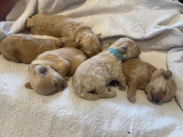 Oodles of Shoodles