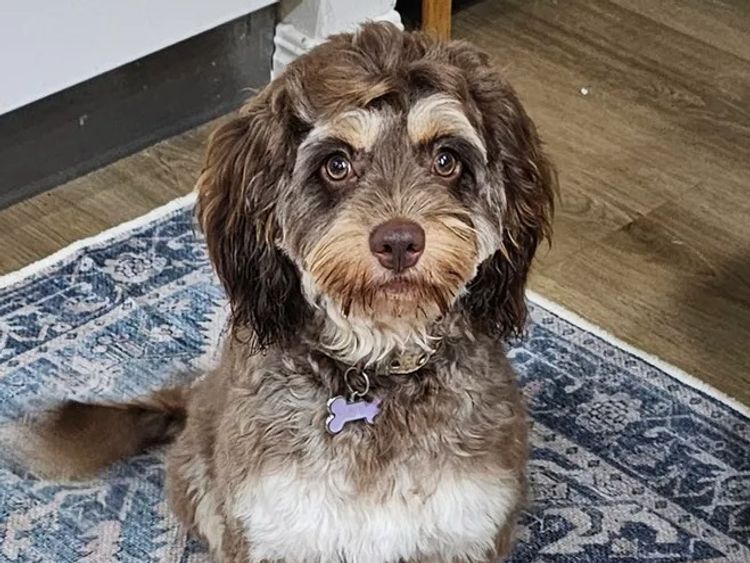 Puppy Palace Cavoodles & Theodores