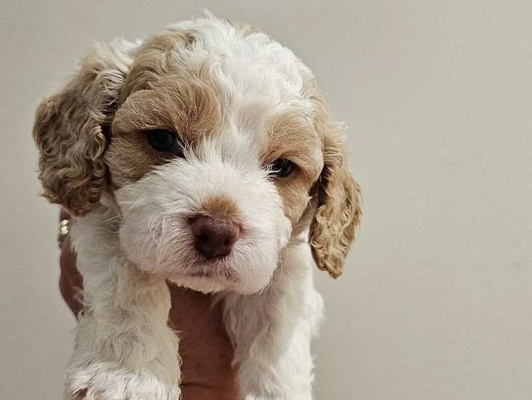 Puppy Palace Cavoodles & Theodores