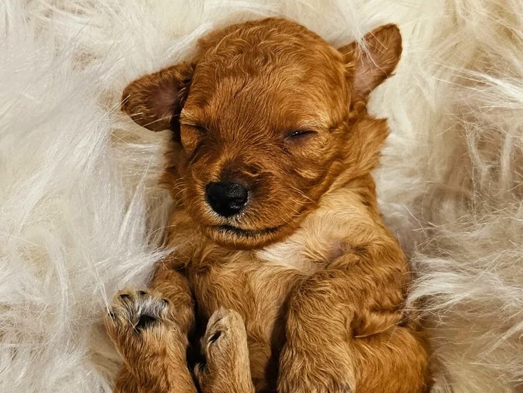 Puppy Palace Cavoodles & Theodores