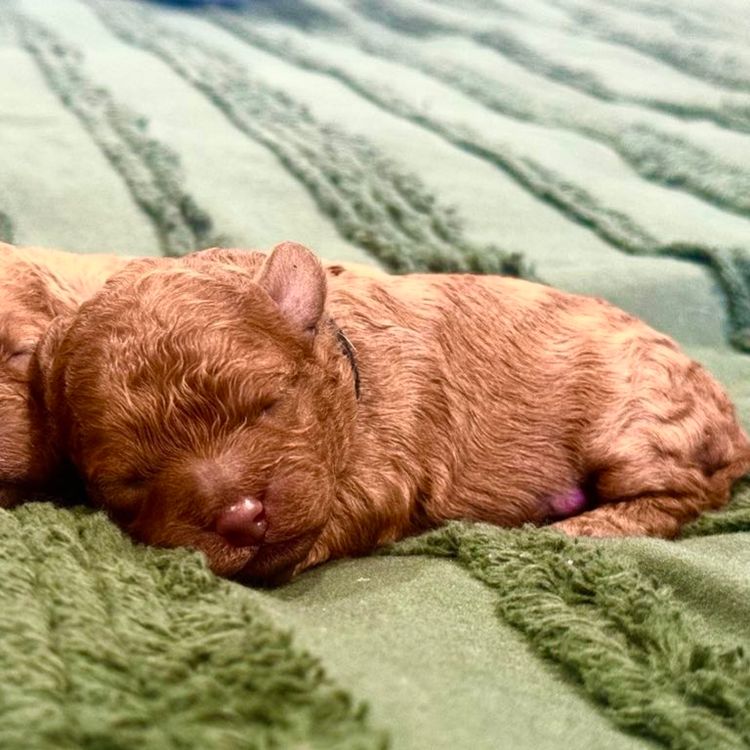 Puppy Palace Cavoodles & Theodores