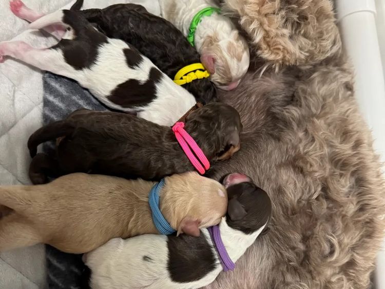Puppy Palace Cavoodles & Theodores