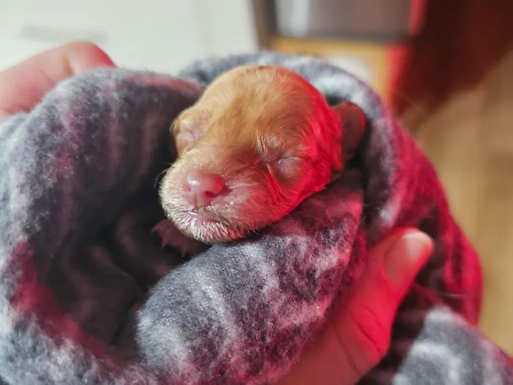 Puppy Palace Cavoodles & Theodores