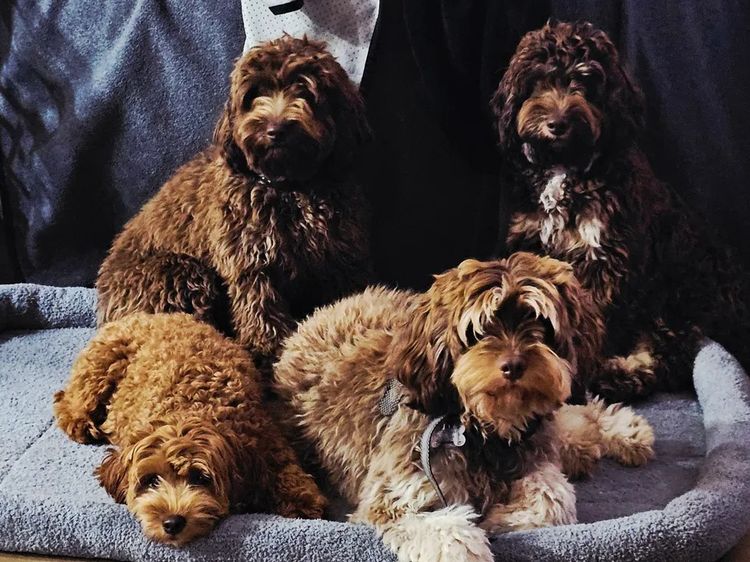 Puppy Palace Cavoodles & Theodores