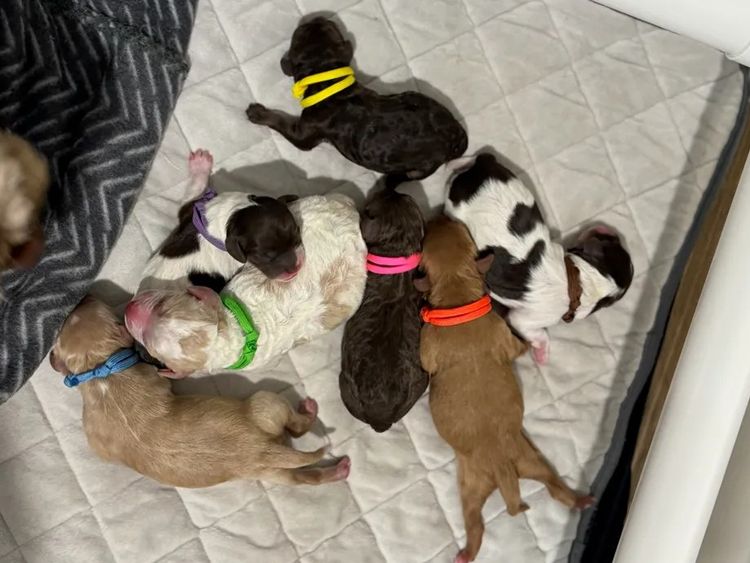 Puppy Palace Cavoodles & Theodores