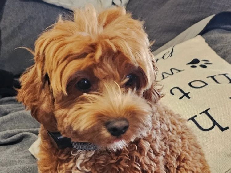 Puppy Palace Cavoodles & Theodores