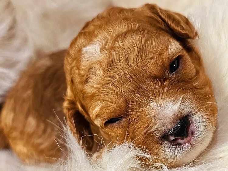 Puppy Palace Cavoodles & Theodores