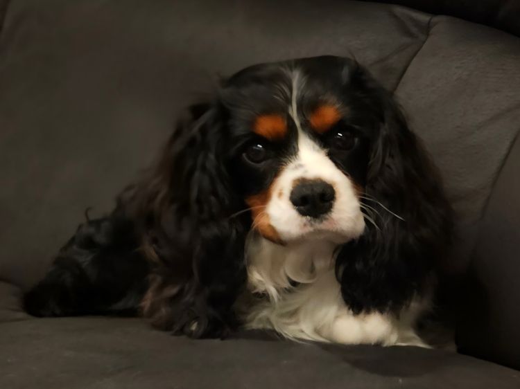 Puppy Palace Cavoodles & Theodores