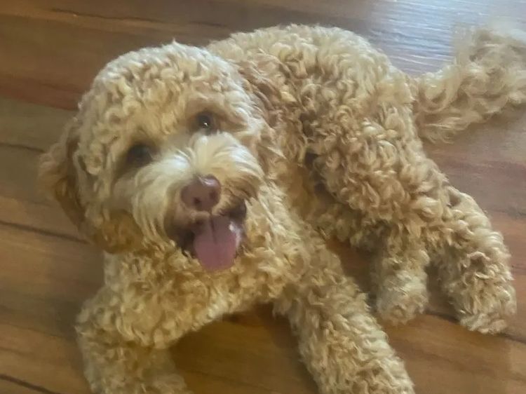 Puppy Palace Cavoodles & Theodores