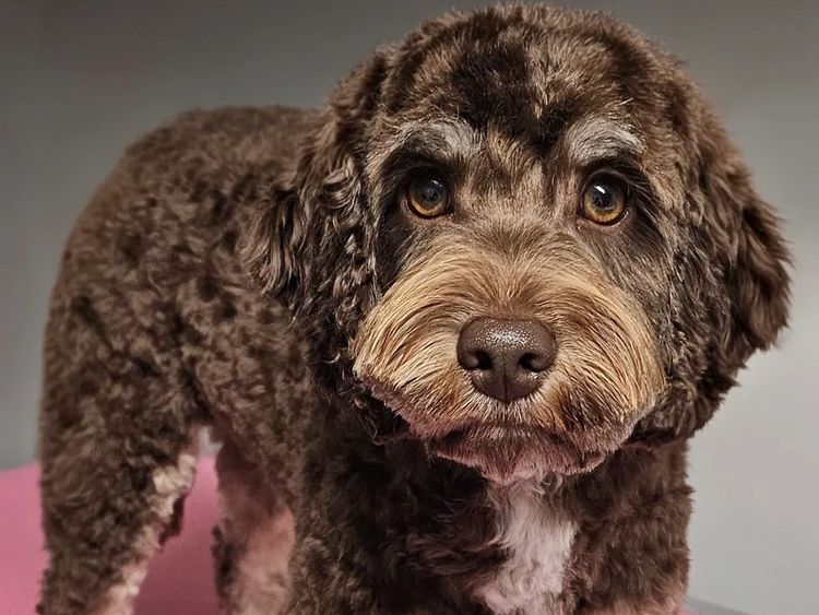 Puppy Palace Cavoodles & Theodores