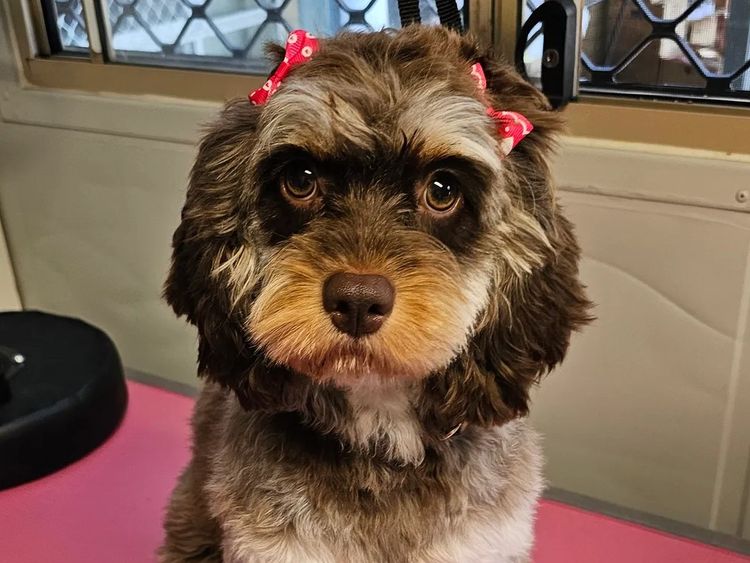 Puppy Palace Cavoodles & Theodores