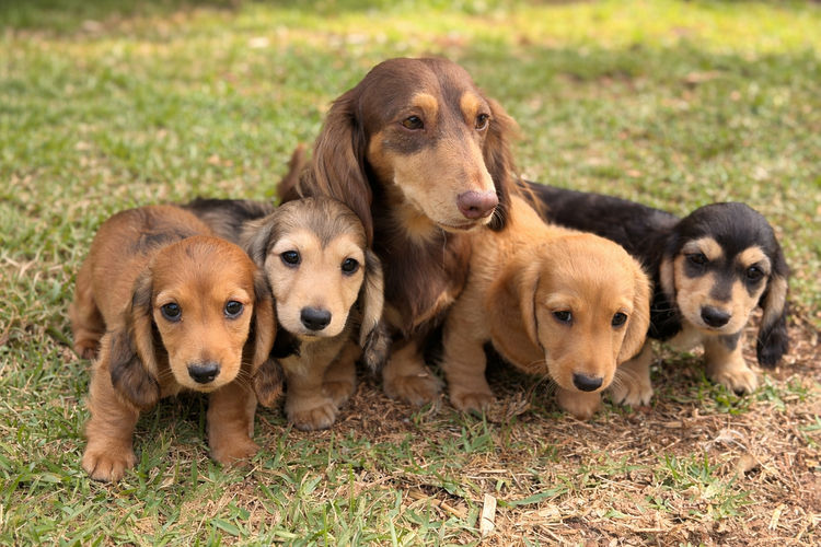 Dachshund Obsession
