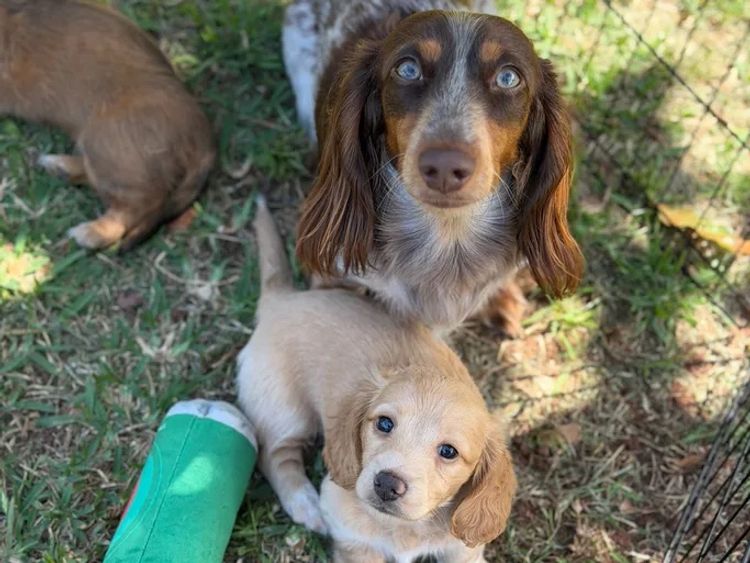 Dachshund Obsession