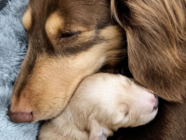 Dachshund Obsession