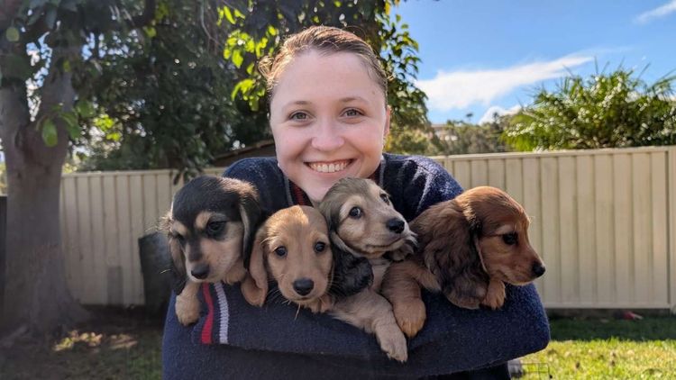 Dachshund Obsession